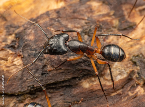 Large Camponotus carpenter ants foraging on dead wood on the rainforest floor © peter