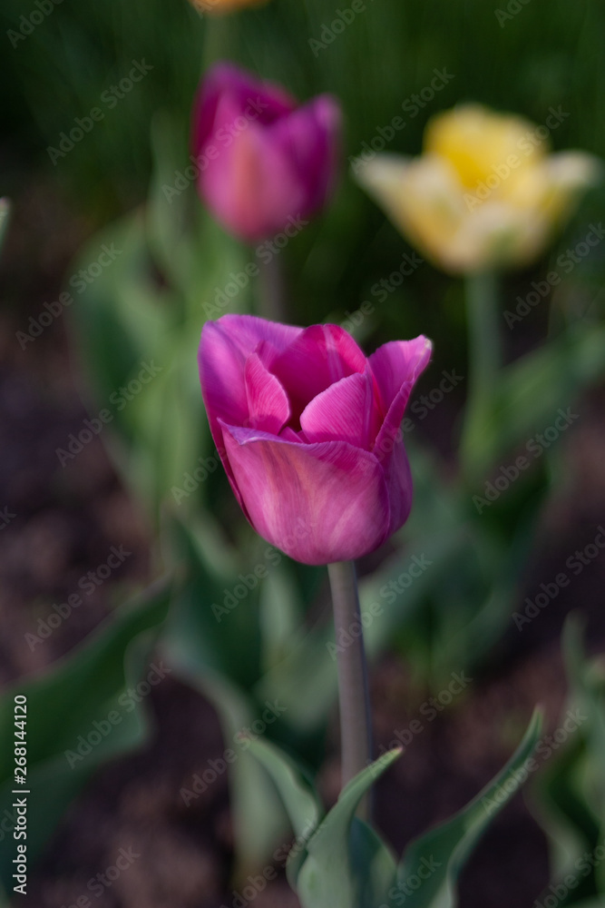 Pink tulip with two other flowers