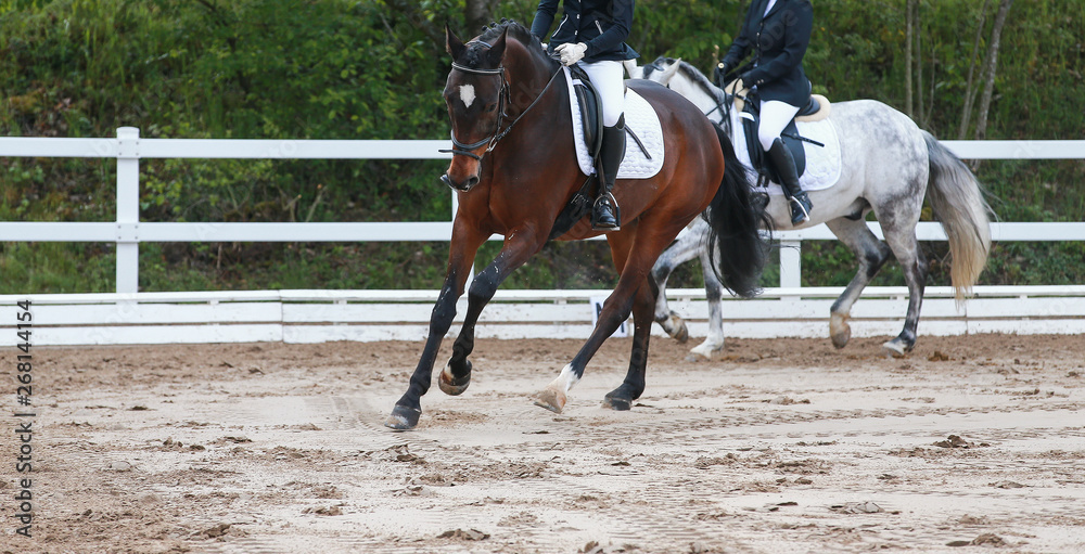Dressage horse (horse) in the uphill gallop in a dressage tournament.. Dressage horse (horse) in the uphill gallop in a dressage tournament..