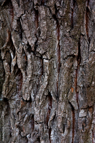 Tree bark background. Grey and brown colors