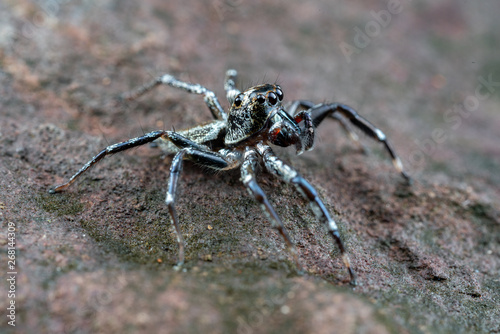 Swift's Ant Hunter, Omoedus swiftorum, a salticidae jumping spider hunting on a rock in Queensland, Australia
