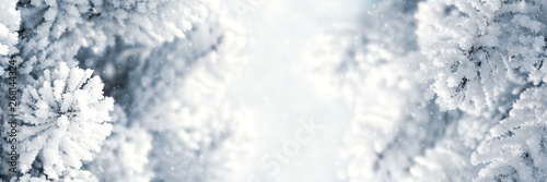 Banner 3:1. Winter Christmas scenic background. Snow landscape with spruce branches covered with snow. Sky and sunlight through the frozen tree branches. Copy space. Soft focus