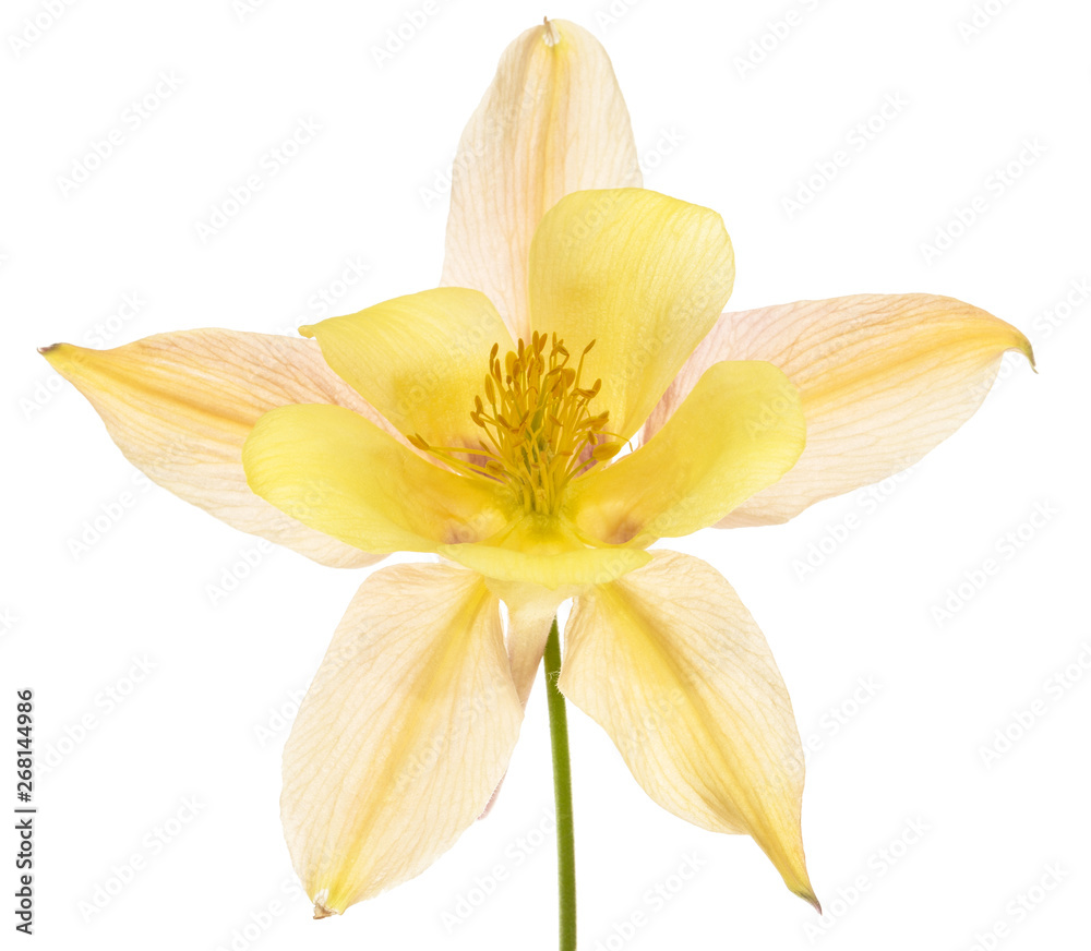 Yellow-cream flower of aquilegia, blossom of catchment closeup, isolated on white background