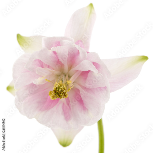 Rosy flower of aquilegia, blossom of catchment closeup, isolated on white background © kostiuchenko