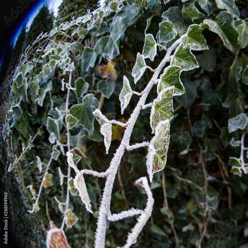 Detail of frozen ivy leaves in nature photo