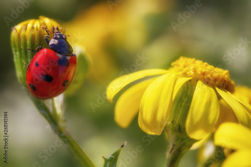 Insect ladybug on a yellow flower.