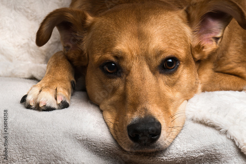 Close Up Portrait of Adorable Sad Mixed Breed Dog on Grey Scandinavian Textile Coat. Pets care and friendly concept.