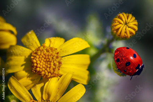 Insect ladybug on a yellow flower.