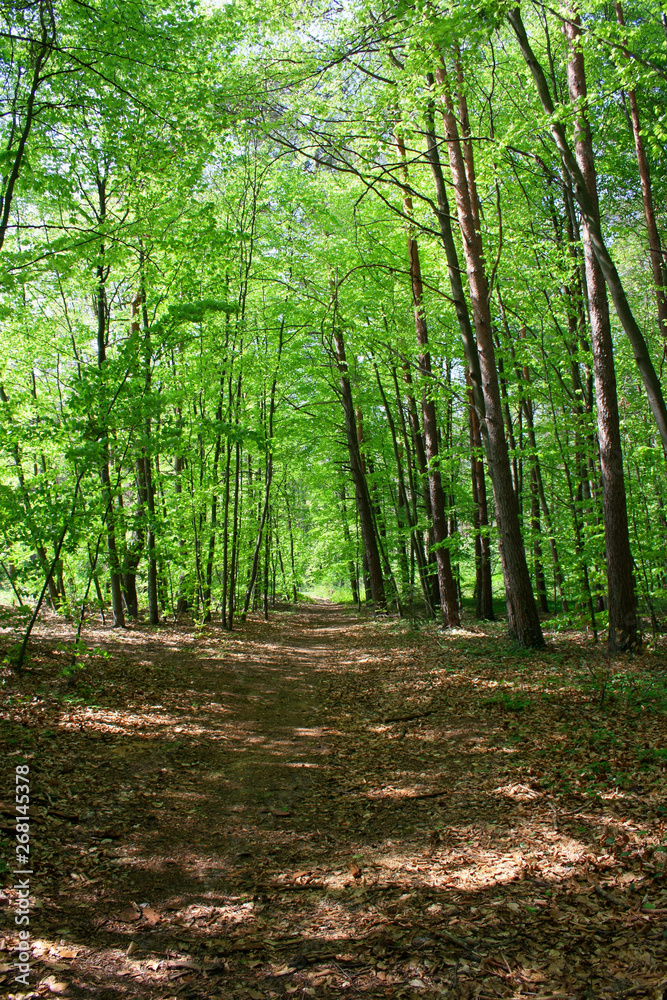 Path leading through the spring, green forest