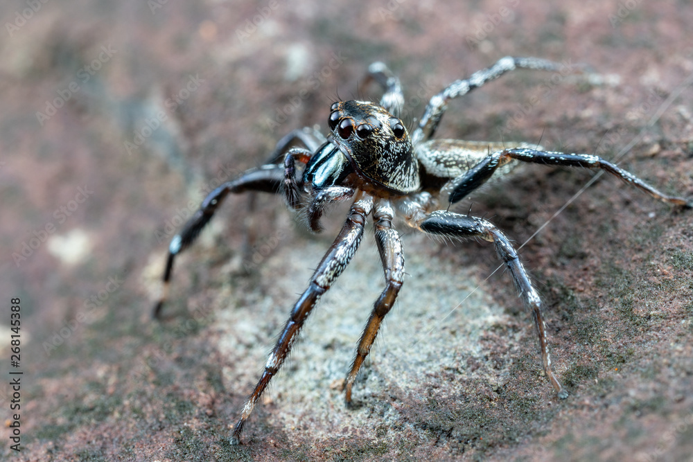 Fototapeta premium Swift's Ant Hunter, Omoedus swiftorum, a salticidae jumping spider hunting on a rock in Queensland, Australia