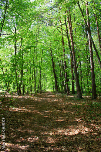Fototapeta Naklejka Na Ścianę i Meble -  Path leading through the spring, green forest