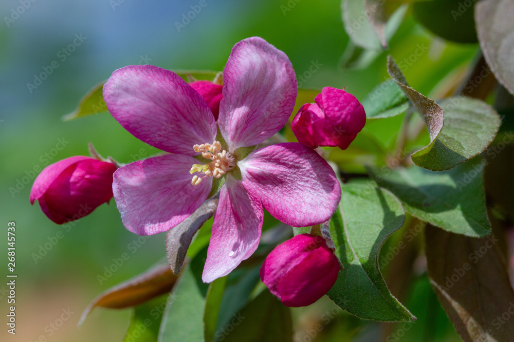 pink Apple blossom