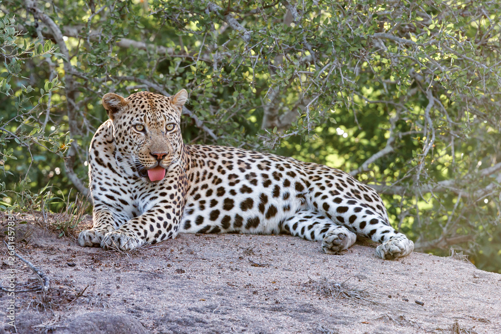 Male leopard resting on a termite mound in Sabi Sands Game Reserve in South Africa Male leopard resting on a termite mound in Sabi Sands Game Reserve in South Africa