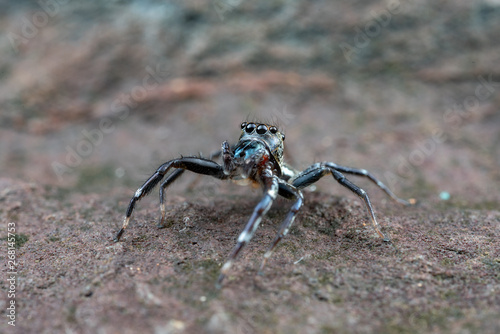 Swift's Ant Hunter, Omoedus swiftorum, a salticidae jumping spider hunting on a rock in Queensland, Australia © peter