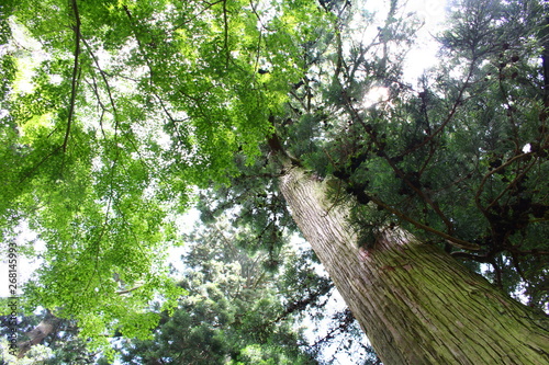 杉の木 © 哲二 川端