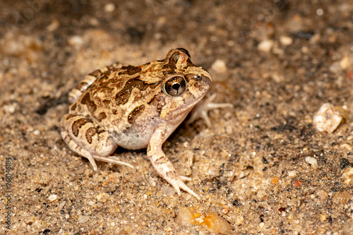 Platyplectrum ornatum  the ornate burrowing frog  in Queensland  Australia