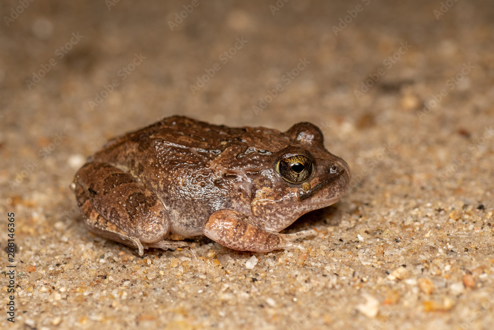 Fototapeta premium Platyplectrum ornatum, the ornate burrowing frog, in Queensland, Australia