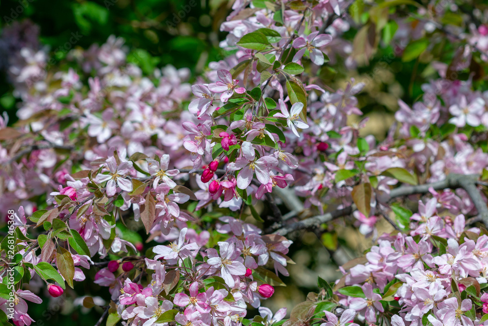 flowers in garden flowers in garden