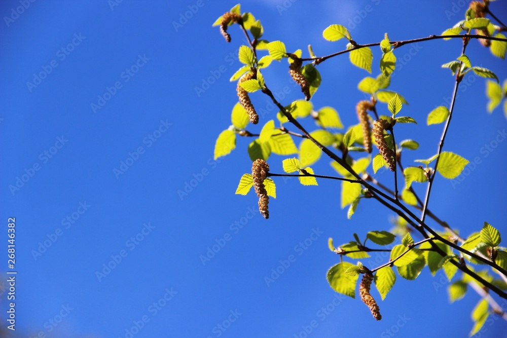 Spring green leaves and flowering birch earrings, photo against the blue sky with white clouds, blur. Spring green leaves and flowering birch earrings, photo against the blue sky with white clouds, blur.