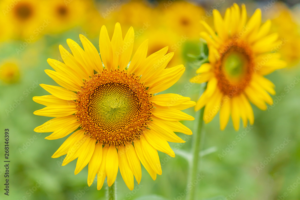 Blooming yellow sunflowers in a fields blurred in the background.