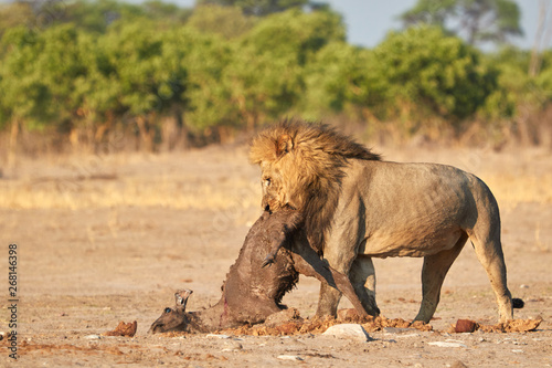 Lion eating a small kudu