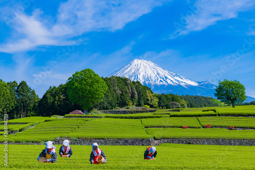 静岡県富士市　大淵笹場の茶畑 photo