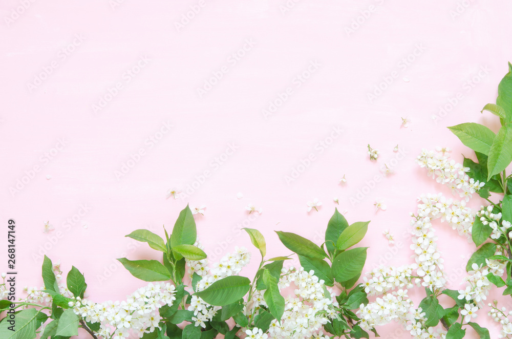 Fototapeta Flowers composition. Spring or summer background; fresh flowers bird cherry on pink background. - Flat lay, top view, copy space. - Image