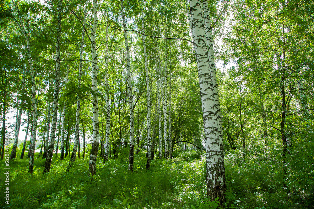 birch grove landscape on a summer clear day birch grove landscape on a summer clear day