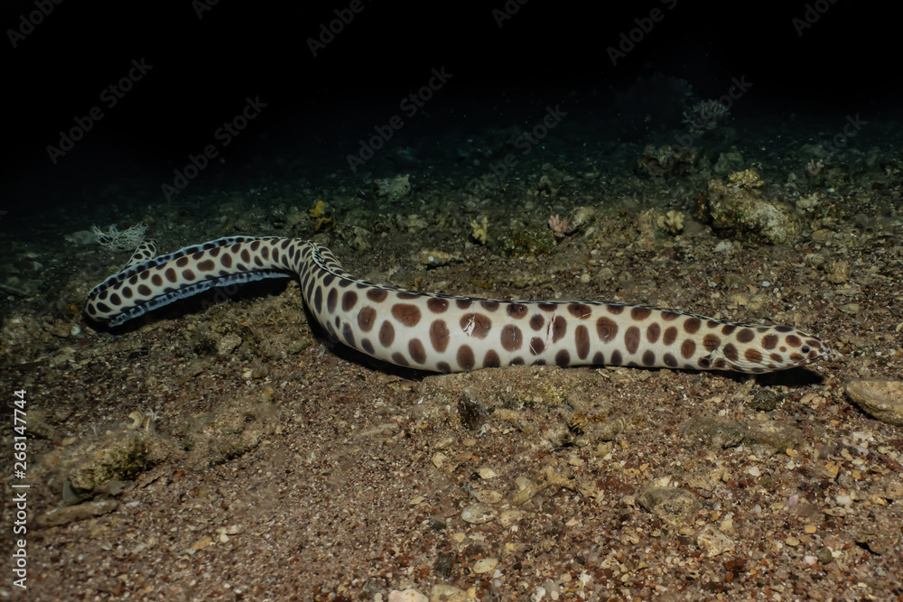 Tiger Snake Eel in the Red Sea Colorful and beautiful, Eilat Israel Stock  Photo | Adobe Stock