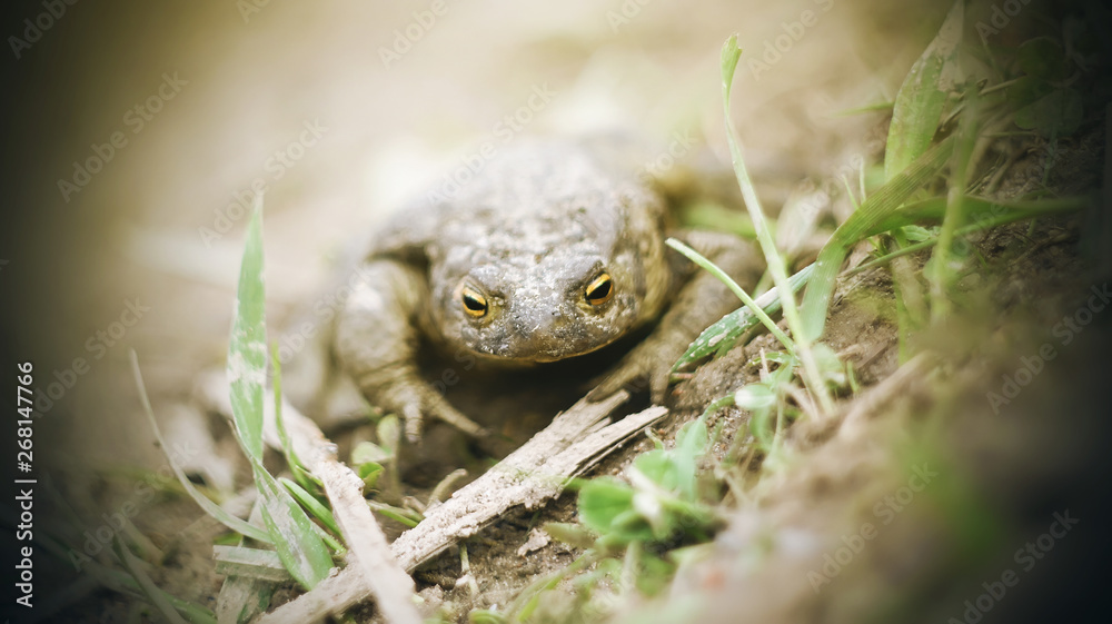 Obraz premium A yellow-eyed toad soiled in mud sits on the wet ground among the green grass on a Sunny day.