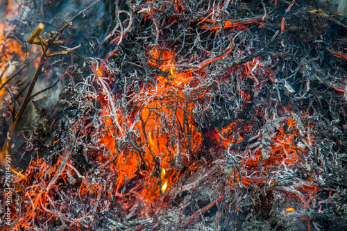 dry burning grass close up 