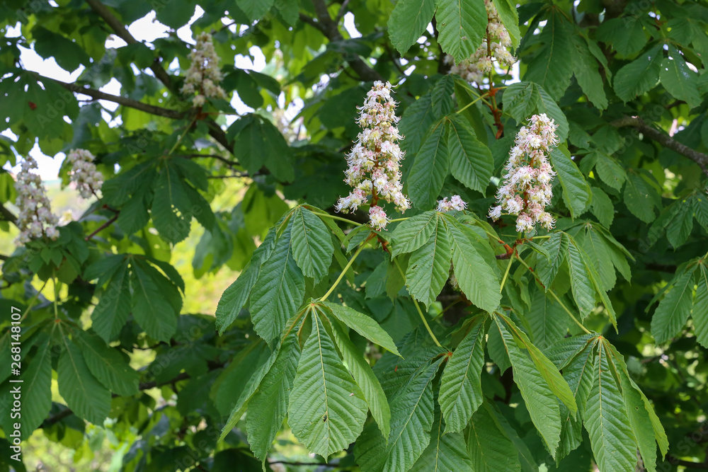Blossoming chestnut tree in spring closeup. Nature Blossoming chestnut tree in spring closeup. Nature