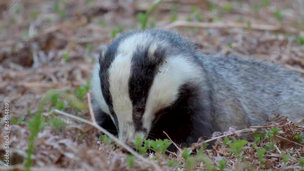 badger, meles meles, walking/moving around above sett searching for and eating food during a warm evening in spring/may in a pine-forest in Scotland. badger, meles meles, walking/moving around above sett searching for and eating food during a warm evening in spring/may in a pine-forest in Scotland.