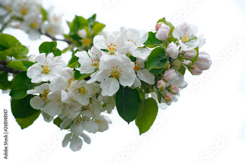 Apple flowers bloom on a branch in the spring