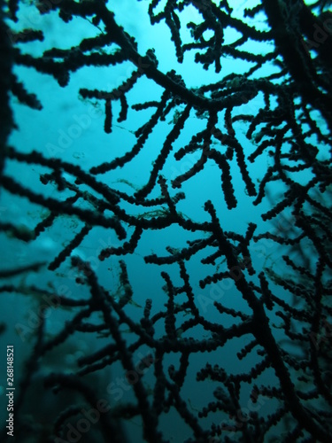 Caballito de mar pigmeo en coral photo