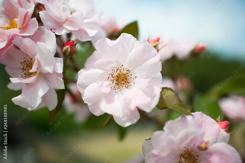 blooming apple tree