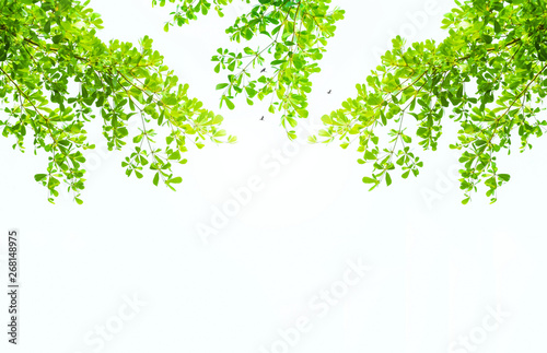 Earth Day concept: green leaves and branches on white background for abstract texture environment nature