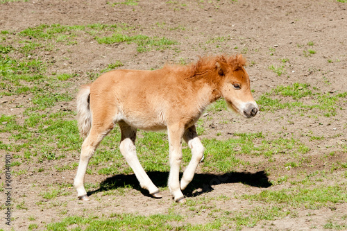 foal