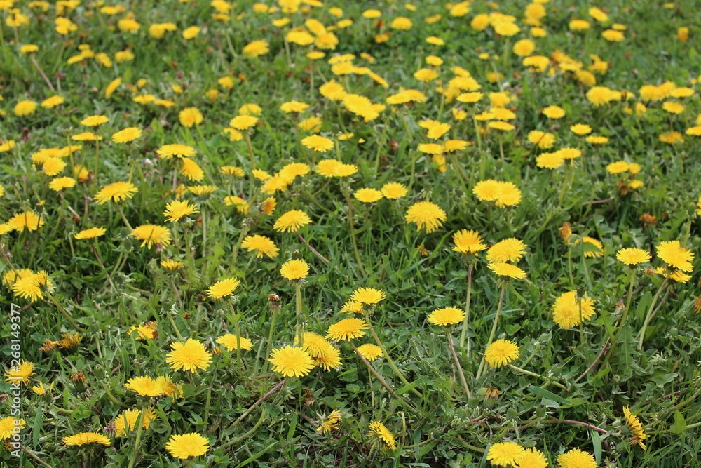 Close up of yellow dandelion flowers field Close up of yellow dandelion flowers field