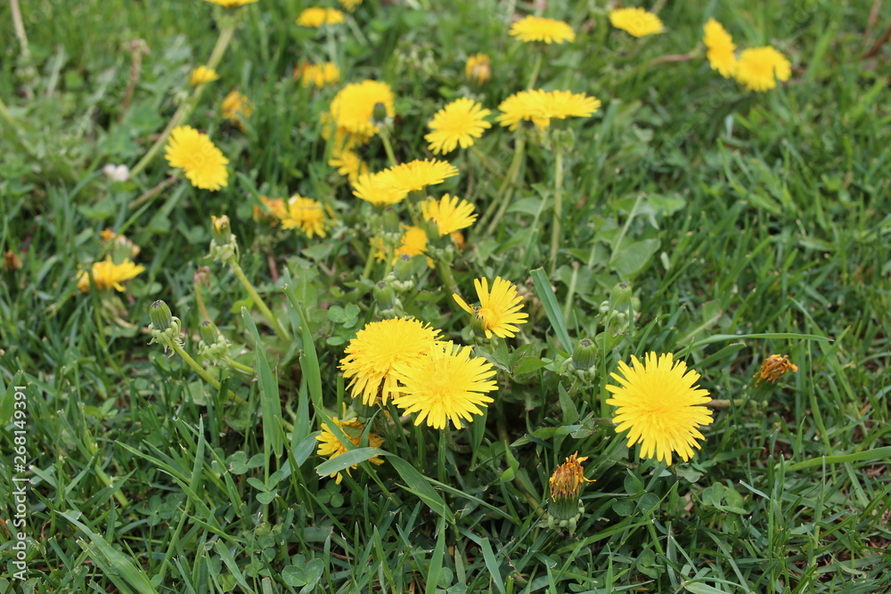 Close up of yellow dandelion flowers field Close up of yellow dandelion flowers field