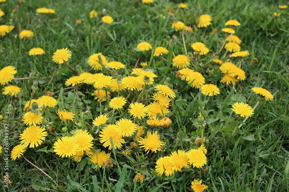 Close up of yellow dandelion flowers field