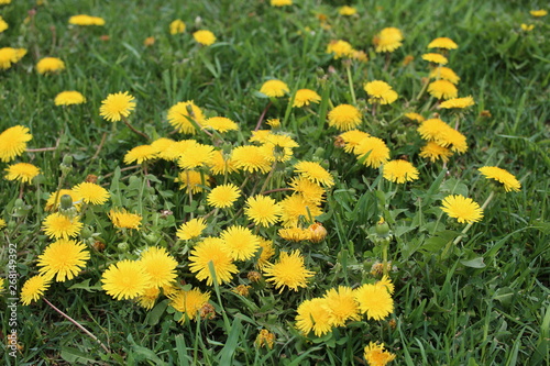 Close up of yellow dandelion flowers field
