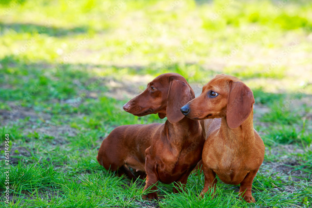 Dog breed dachshund