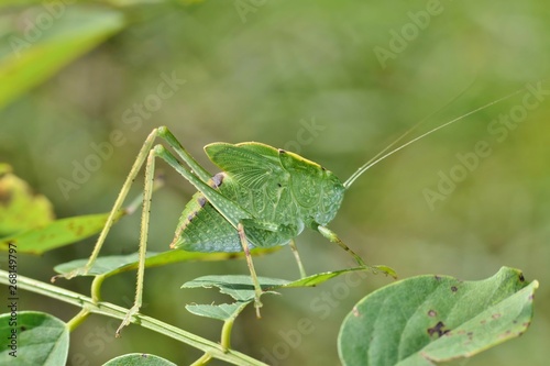 A young Katydid looks like a leaf and is quite well camouflaged as it creeps slowly amid the tree foliage. 