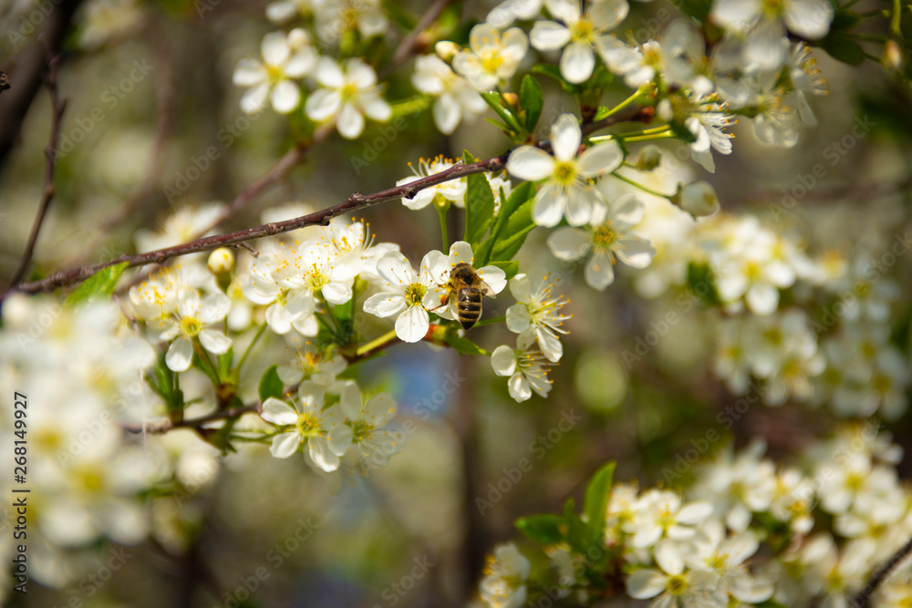 Cherry blossom in full bloom. Spring. Cherry flowers . Branches of cherry blossoms with young foliage Cherry blossom in full bloom. Spring. Cherry flowers . Branches of cherry blossoms with young foliage