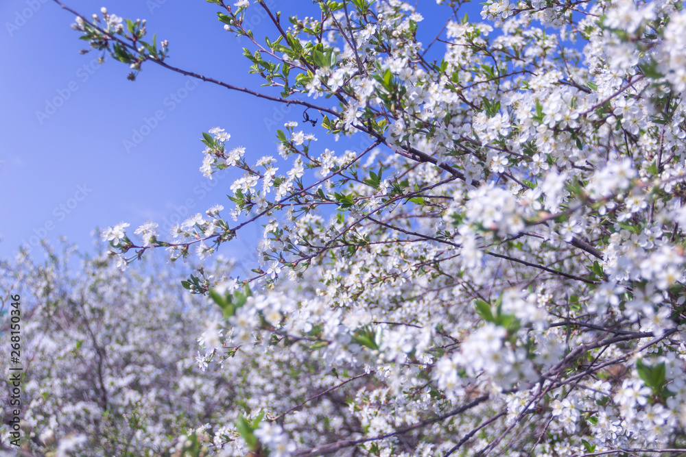 Beautiful white cherry blossom blooming in the garden. Beautiful white cherry blossom blooming in the garden.