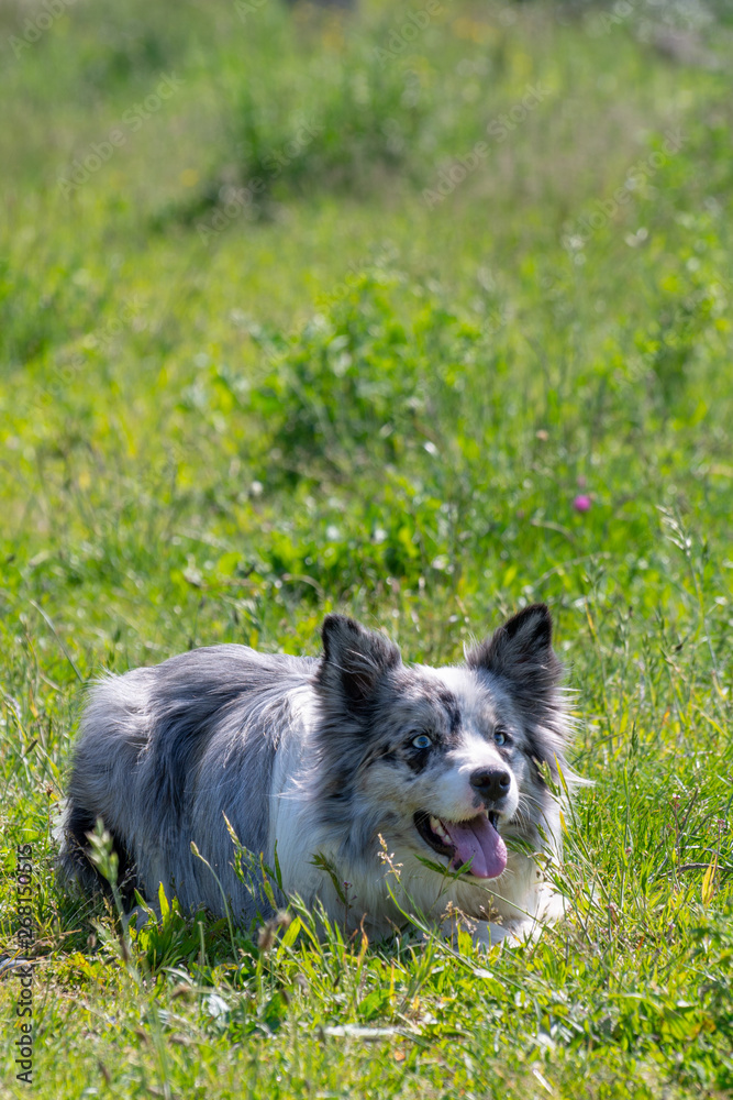 Fototapeta premium border collie