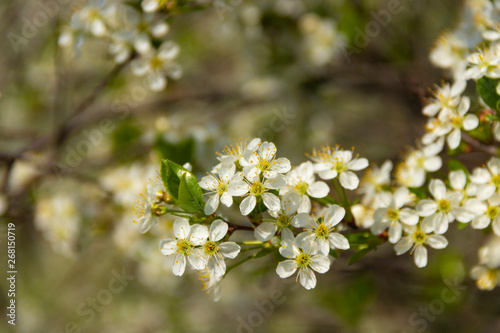 Cherry Flowering. Close up of white spring cherry flowers