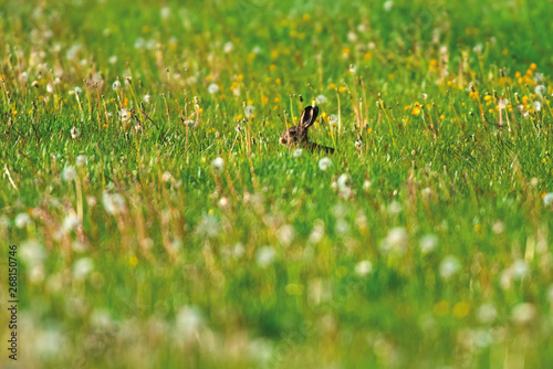Hare sitting in sunny spring meadow.