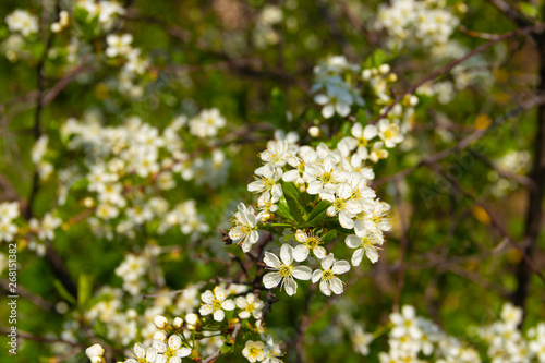 Cherry Flowering. Close up of white spring cherry flowers